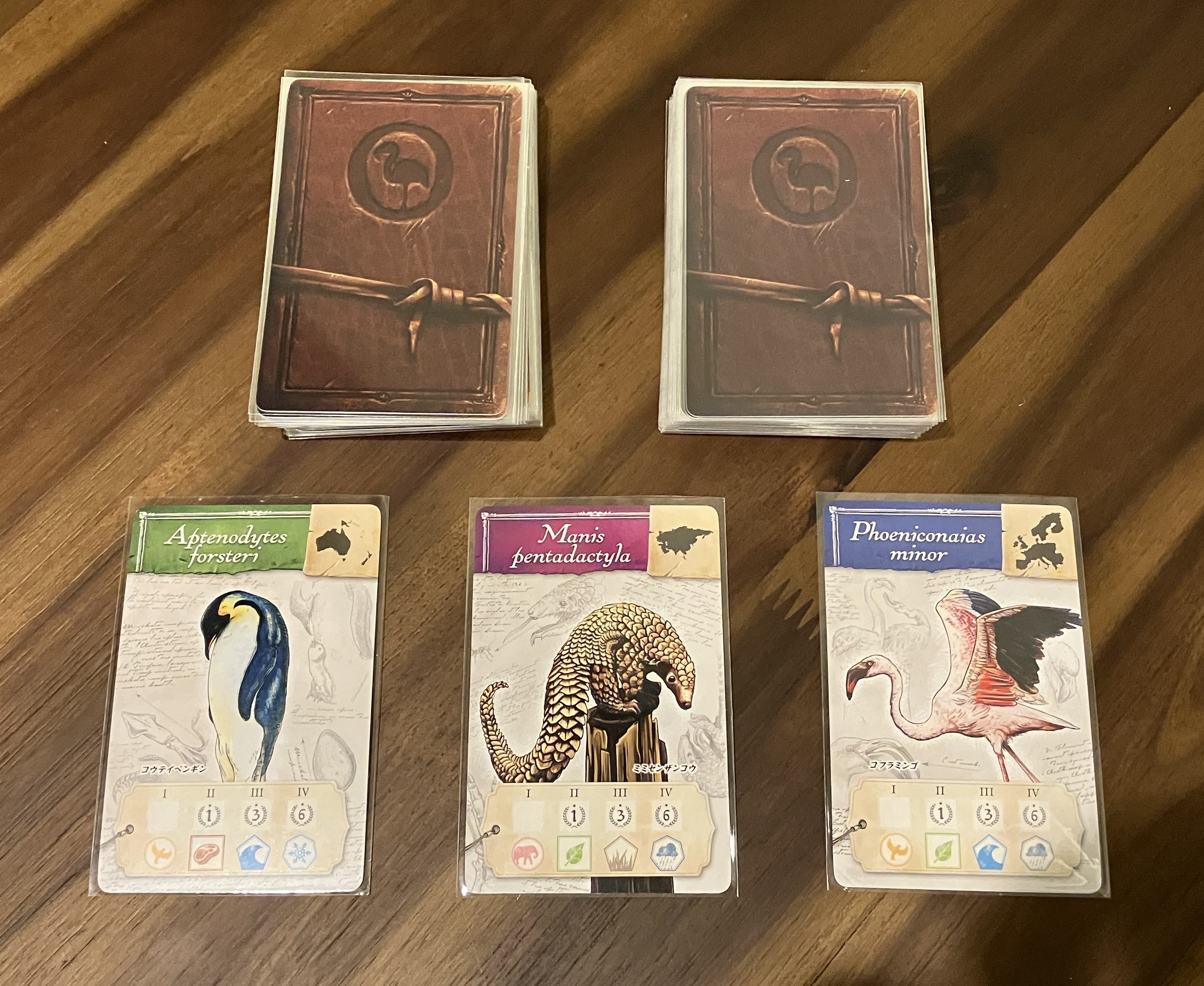 動物カード
